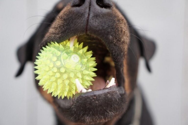 ¿Cómo limpiar y desinfectar juguetes de mascotas?